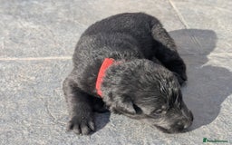 German Shepherd dogs for sale: Gorgeous Black German Shepherd Puppies. - Image 23