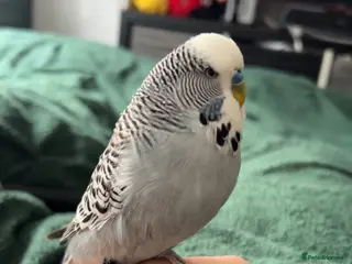 Budgerigars birds Male exhibition budgie - Advert 1