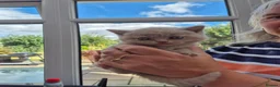 British Shorthair cats for sale: British shorthair kittens fawn and chocolate males - Advert 9
