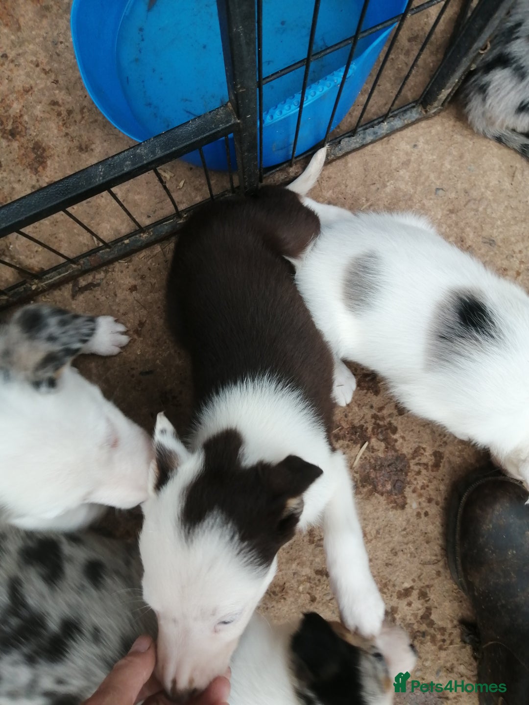 Bearded Collie dogs for sale: Beautiful blue merle collie pups! Workers or pets - Image 12