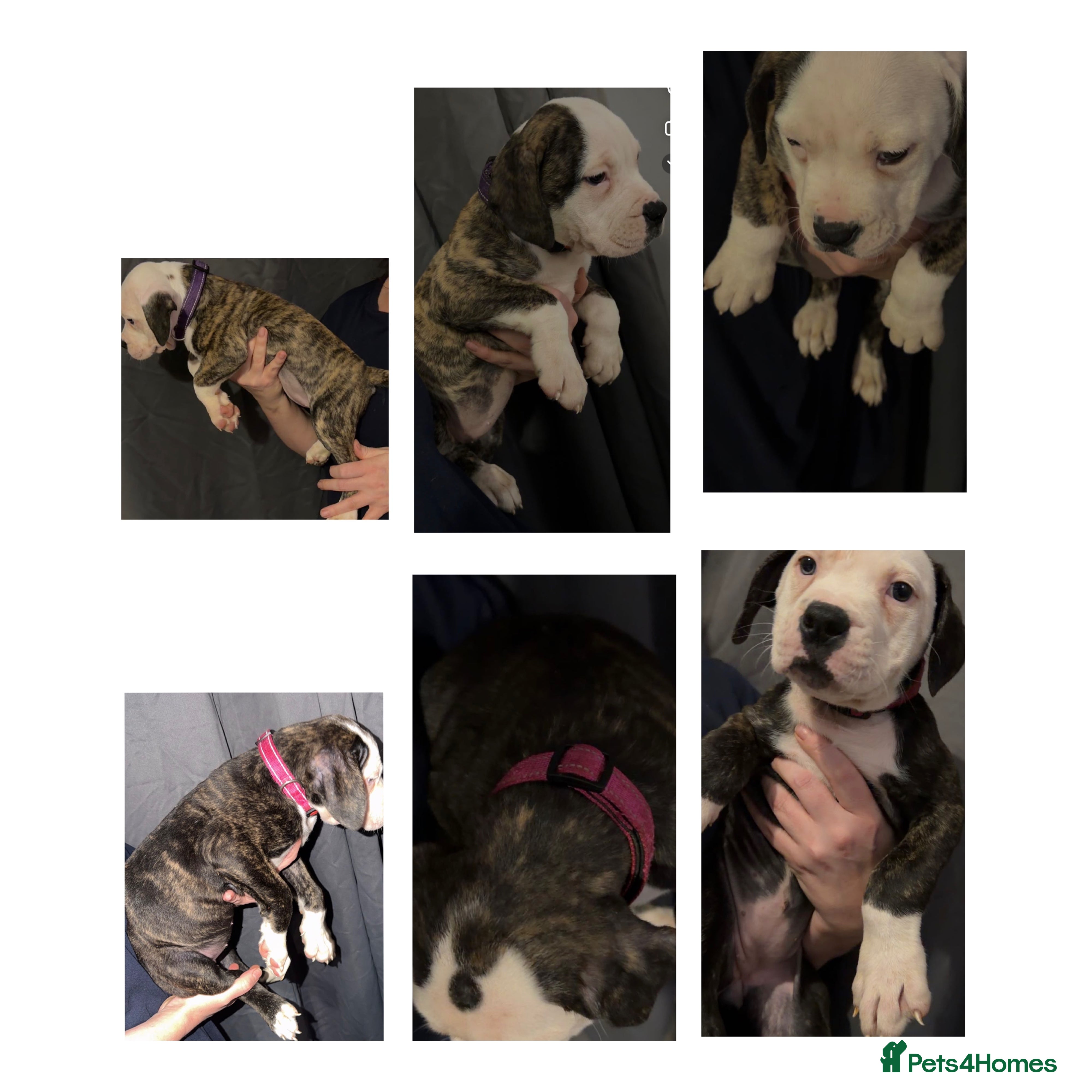 American Bulldog dogs American bulldog puppies  - Advert 2