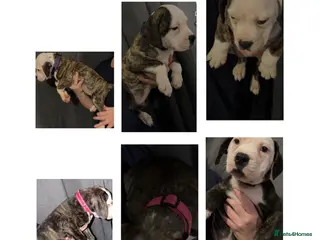 American Bulldog dogs American bulldog puppies - Advert 7