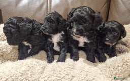 Cockapoo dogs for sale: F1B miniature/toy Cockapoos - Image 2