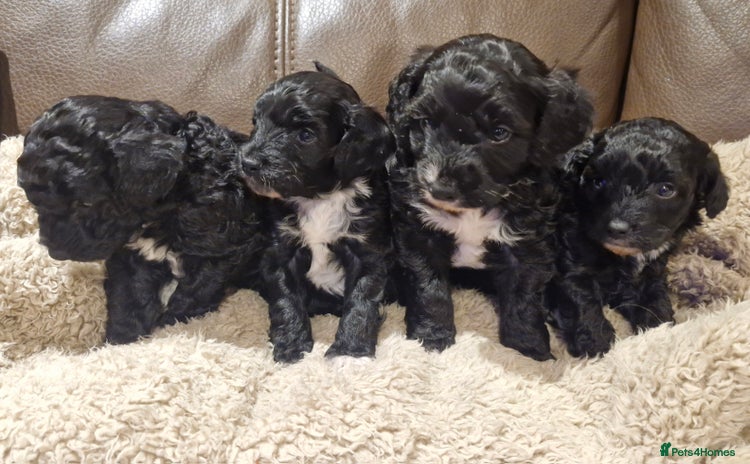 Cockapoo dogs F1B miniature/toy Cockapoos - Advert 3