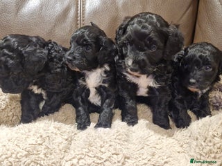 Cockapoo dogs F1B miniature/toy Cockapoos - Advert 8