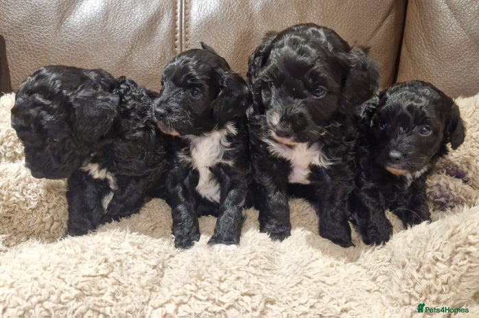 Cockapoo dogs F1B miniature/toy Cockapoos - Advert 3