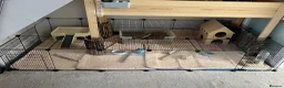 Guinea Pig rodents for sale: Lovely boy, with cage, lost his companion  in Gravesend - Advert 5