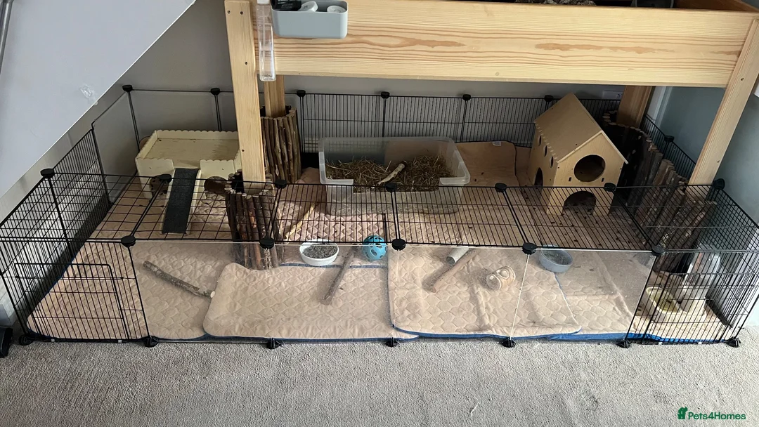 Guinea Pig rodents for sale: Lovely boy, with cage, lost his companion  in Gravesend - Advert 5