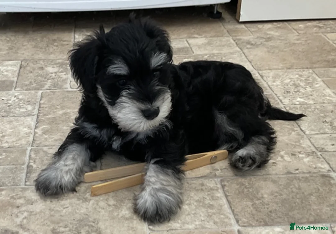 Miniature Schnauzer dogs for sale: MINIATURE SCHNAUZER PUPPIES READY NOW TO LEAVE  - Advert 2