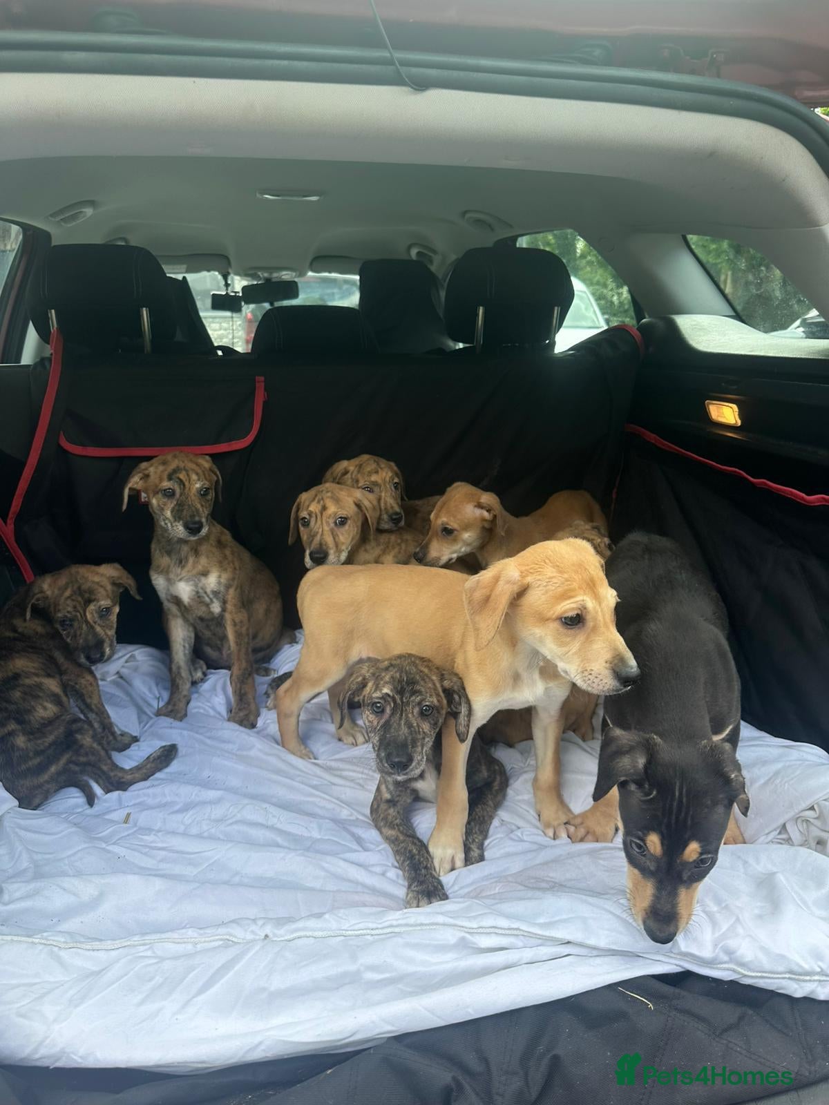 Lurcher dogs Lurcher puppies / whippet x / greyhound x - Advert 11
