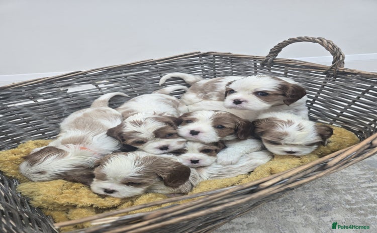 Cavalier King Charles Spaniel dogs - Advert 7