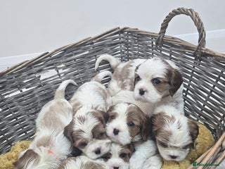 Cavalier King Charles Spaniel dogs - Advert 1
