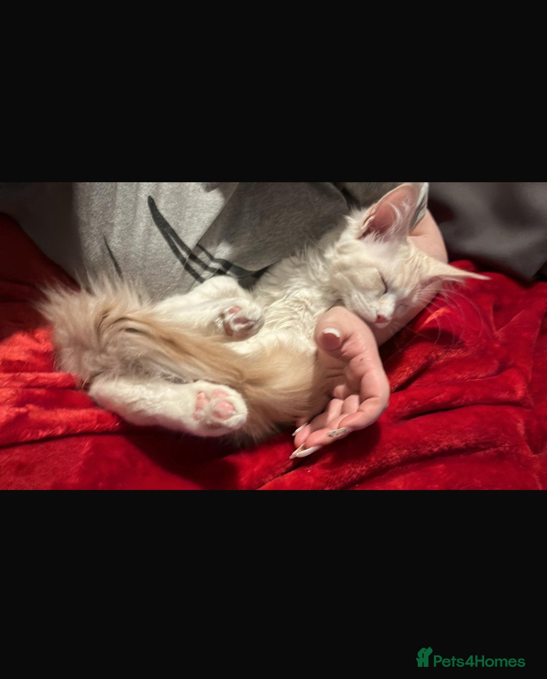 Maine Coon cats for sale: Beautiful boy for sale  - Image 3