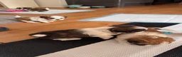 Malshi dogs for sale: 🐾❤️ ADORABLE MALSHI PUPPIES! ❤️🐾 - Advert 15