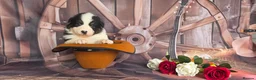 Australian Shepherd dogs for sale: Australian shepherds  - Advert 19