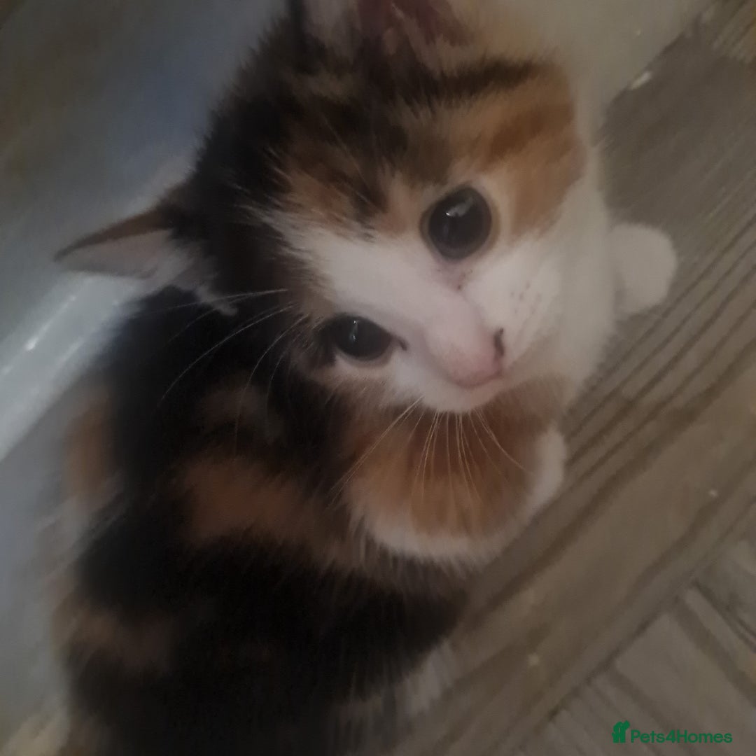 Mixed Breed cats for sale: Beautiful kittens - Advert 9