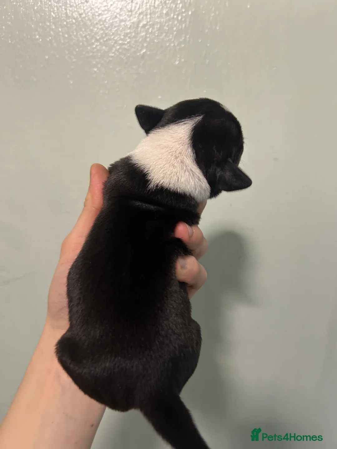 Staffordshire Bull Terrier dogs for sale: Staffordshire bull terrier puppies  - Advert 19