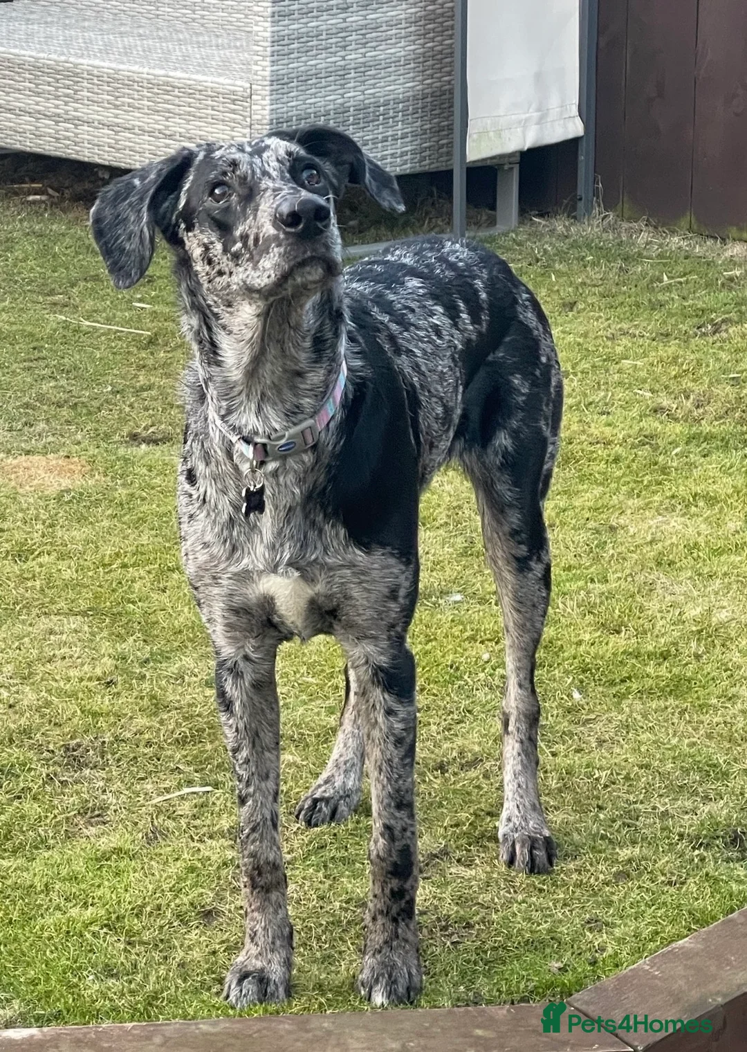 Mixed Breed dogs for sale: Doberman x Blue Merle border collie puppies in Sunderland - Advert 17