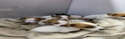 Jack Russell dogs for sale: Miniature Jack Russell puppies🐶 - Advert 8