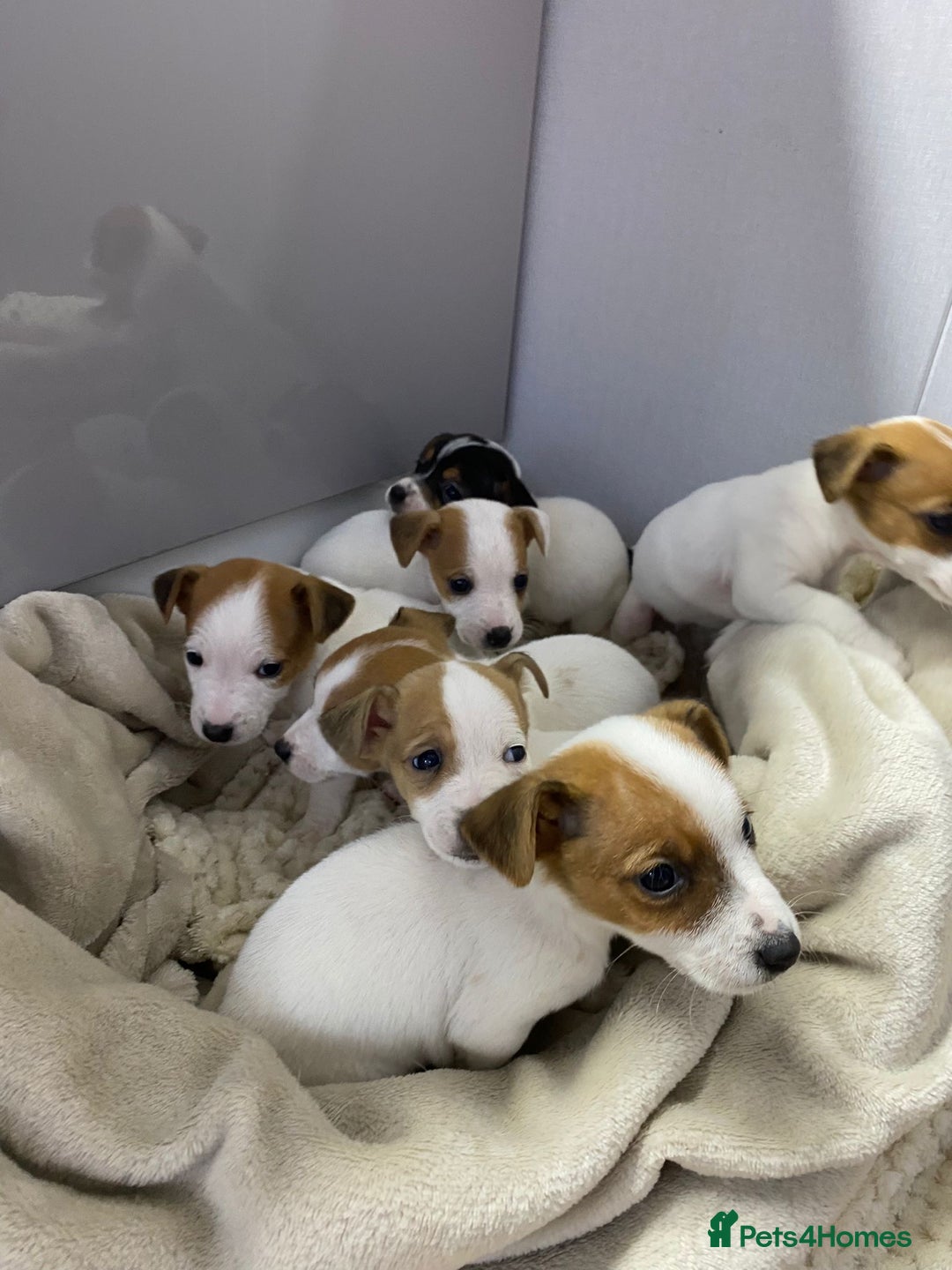 Jack Russell dogs for sale: Miniature Jack Russell puppies🐶 - Advert 8