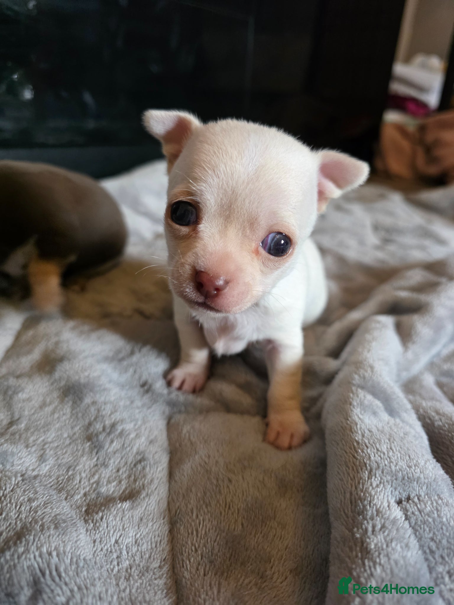 Chihuahua dogs Pedigree club registered chihuahua puppies - Advert 13
