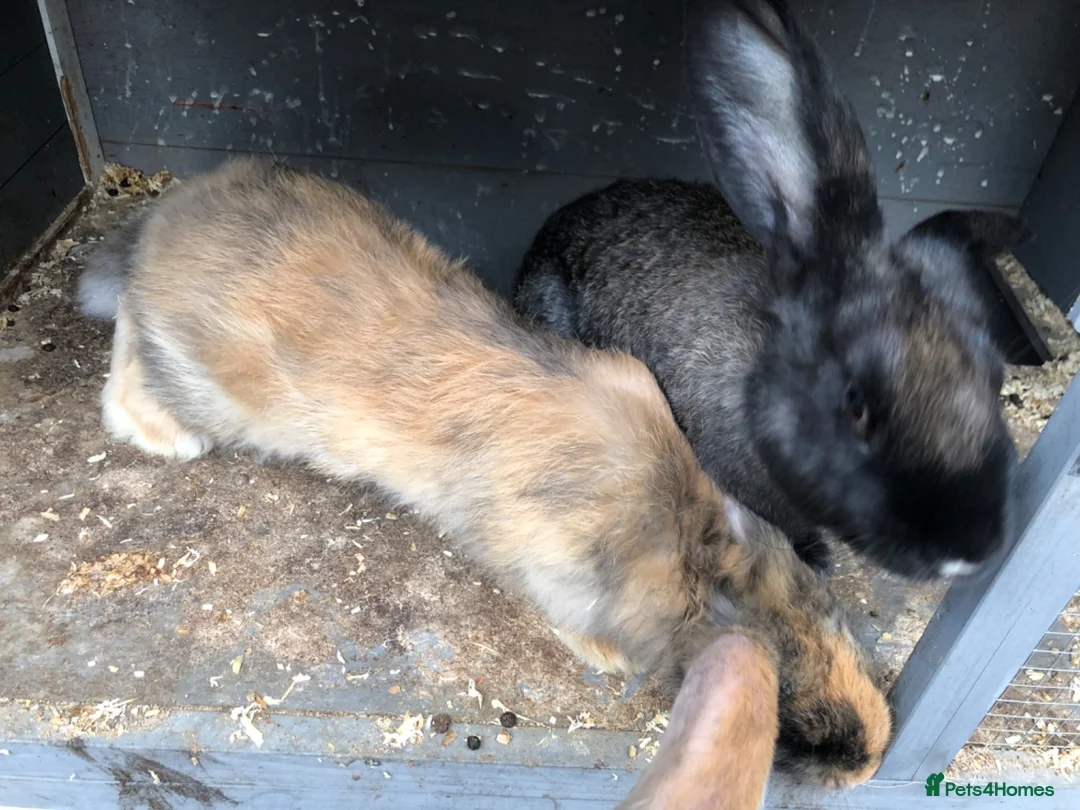 Continental Giant rabbits for sale: Continental Giant Buck Vaccinated Rabbit  - Advert 8