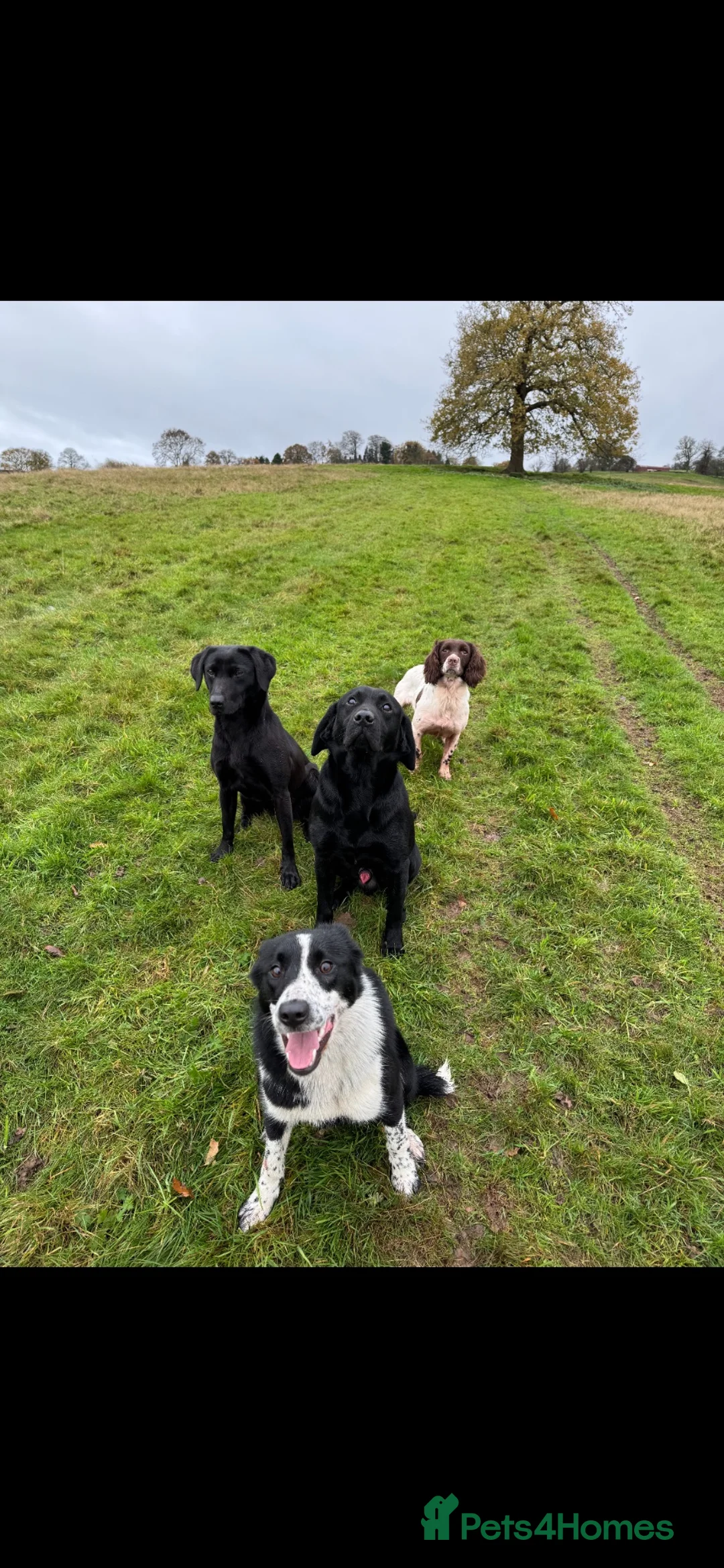 Borador dogs for sale: 4 Borador puppies for sale  - Advert 10