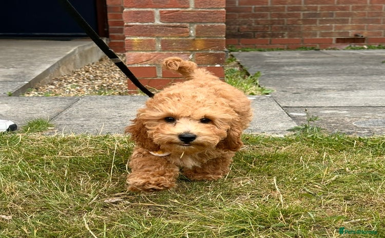 Toy Poodle dogs in Thetford - Advert 2