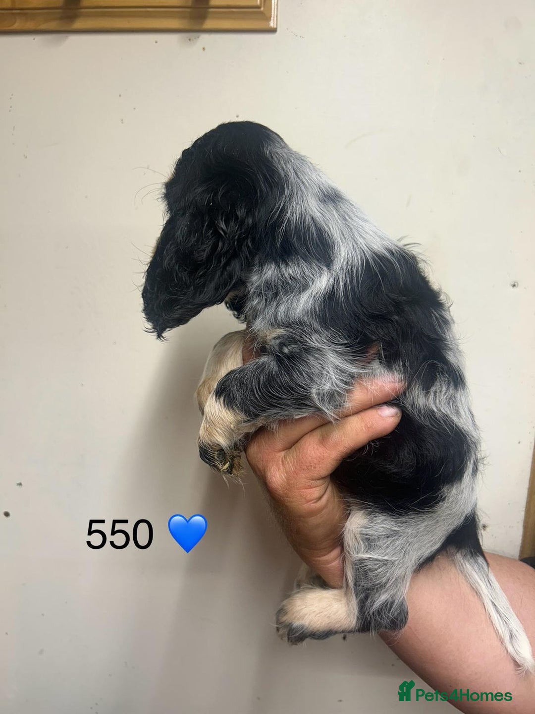 Cocker Spaniel dogs for sale: Blue Roan and Blue Roan & Tan - Image 3
