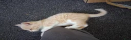 Mixed Breed cats for sale: Kittens 4 sale - Advert 16