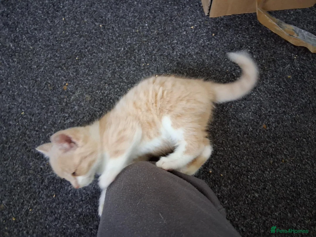 Mixed Breed cats for sale: Kittens 4 sale - Advert 16