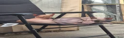 Sphynx cats for sale: A pair of sphynx - Advert 2
