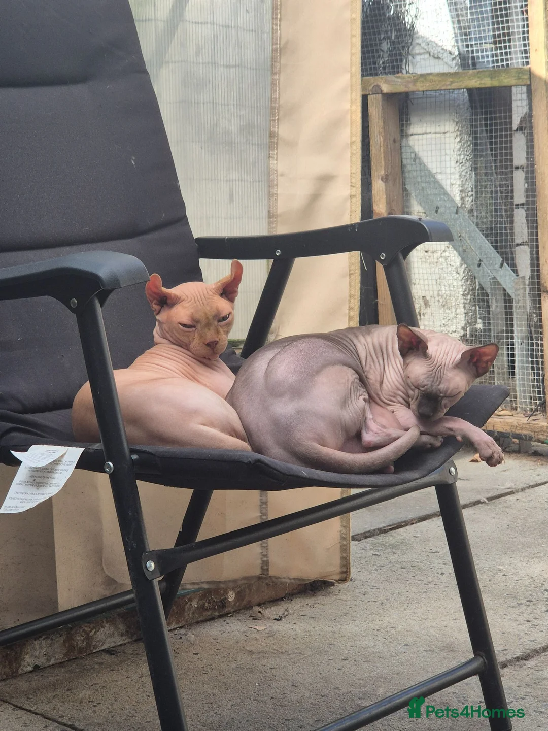 Sphynx cats for sale: A pair of sphynx - Advert 2