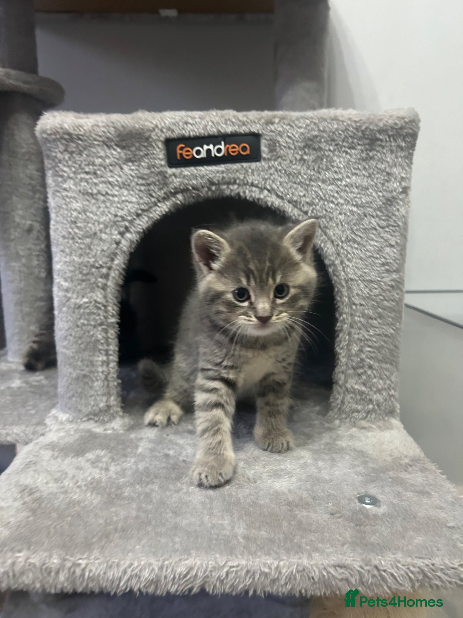 British Shorthair cats for sale: Kittens  - Advert 3