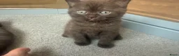 Mixed Breed cats for sale: Scottish straight X British short hair - Advert 2