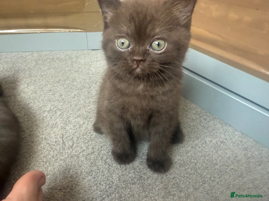 Mixed Breed cats for sale: Scottish straight X British short hair - Advert 2