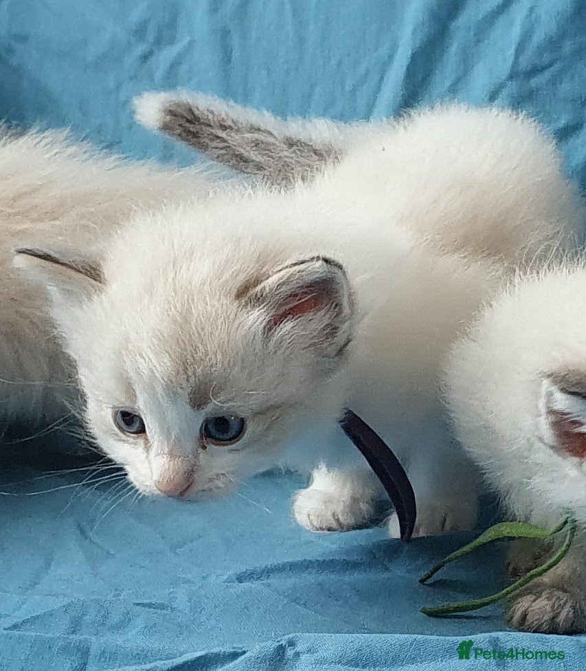 Siberian cats Gorgeous Neva Masquerade Babies - Advert 2
