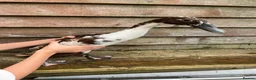 Ducks poultry for sale: 5 female ducks  in Petersfield - Advert 2