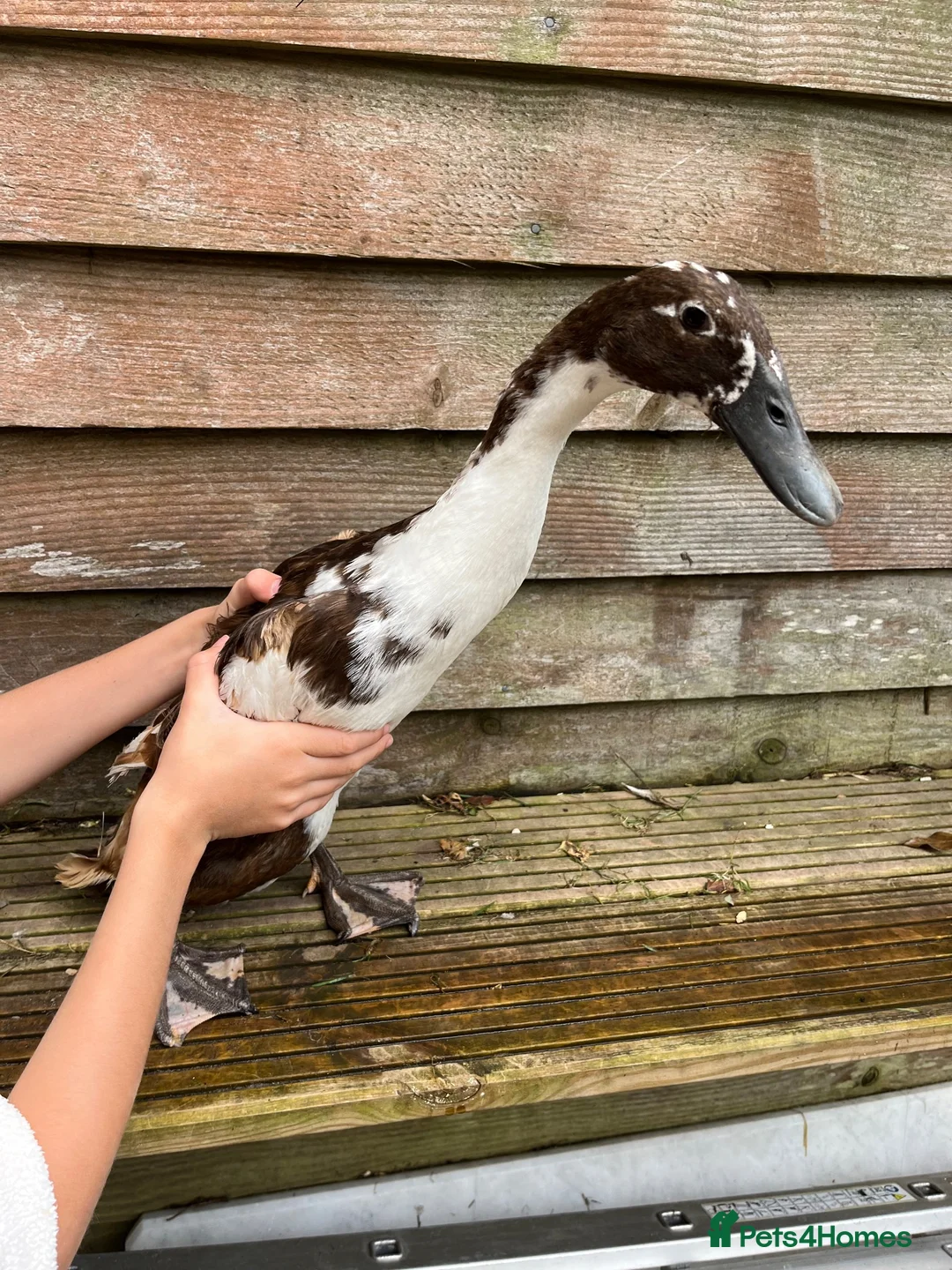 Ducks poultry for sale: 5 female ducks  in Petersfield - Advert 2