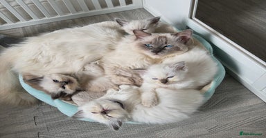 Ragdoll cats - Advert 5