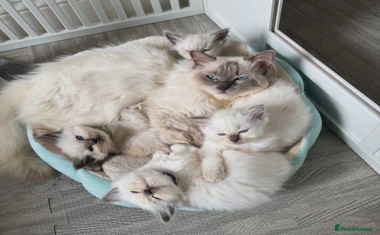 Ragdoll cats - Advert 6