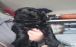 Cocker Spaniel dogs for sale: Beautiful cocker spaniel puppies - Advert 5