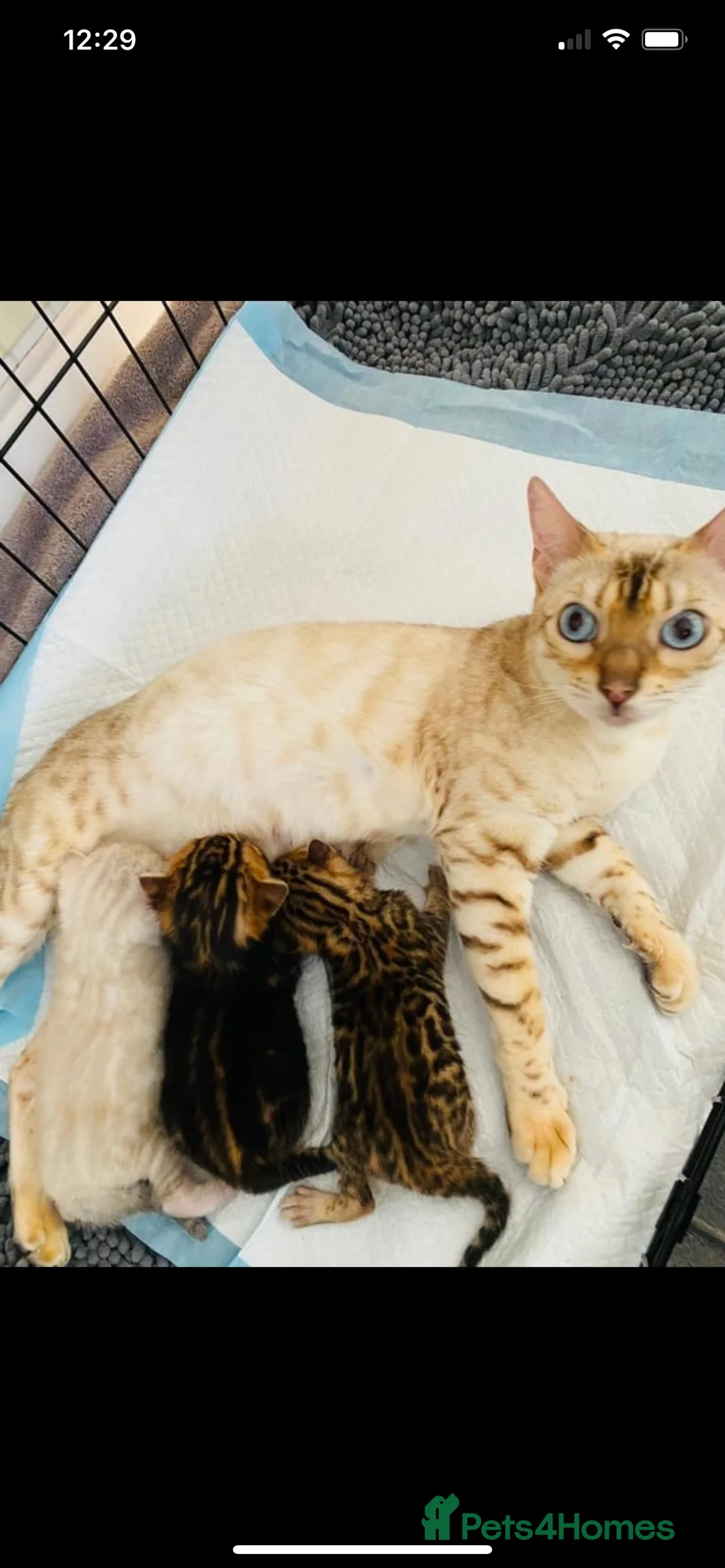 Bengal cats for sale: Top quality pure breed marble Bengal kitten  - Advert 12