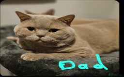 British Shorthair cats for sale: Gorgeous health tested British Blue short/longhair - Image 5