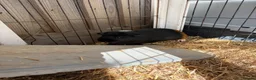 Guinea Pig rodents for sale: Two guinea pigs for sale  - Advert 1