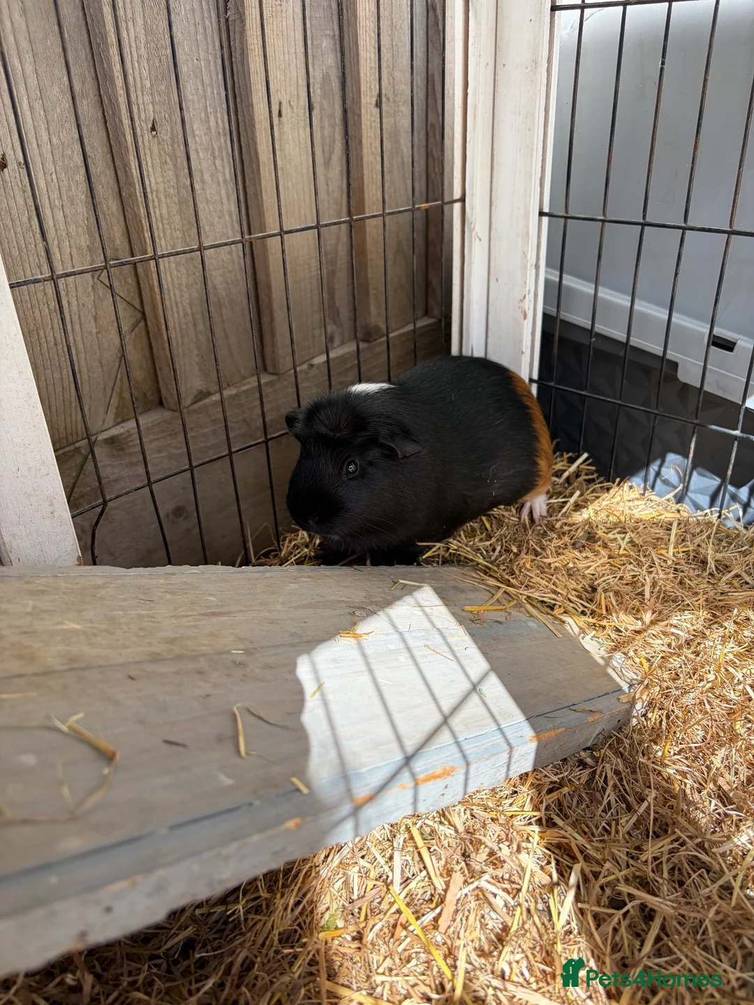 Guinea Pig rodents for sale: Two guinea pigs for sale  - Advert 1