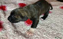 Mixed Breed dogs for sale: Presa Canario x Boerboel Puppies in Bromley - Image 5