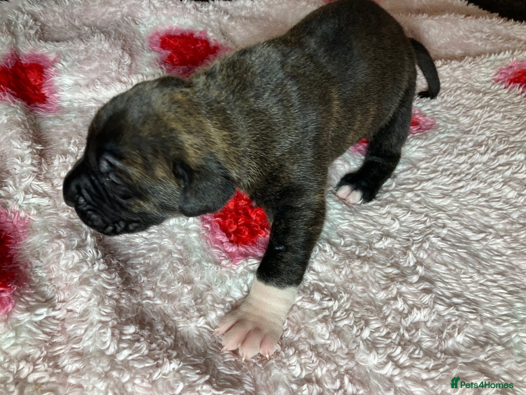 Mixed Breed dogs for sale: Presa Canario x Boerboel Puppies in Bromley - Image 5