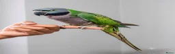 Parrots birds for sale: Beautiful hand tamed parrots for sale  - Advert 8
