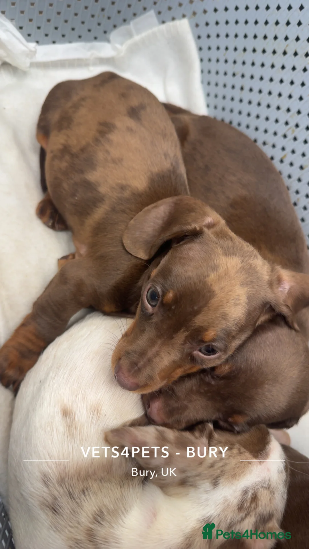 Dachshund dogs for sale: Dachshund puppy’s  in Bury - Advert 2